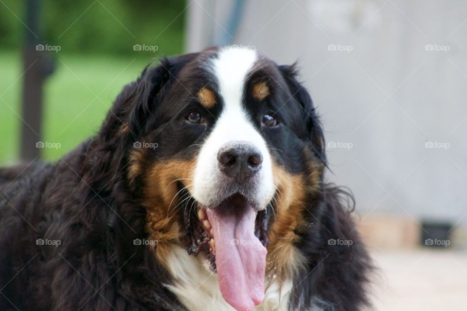 Close-up of dog with mouth open