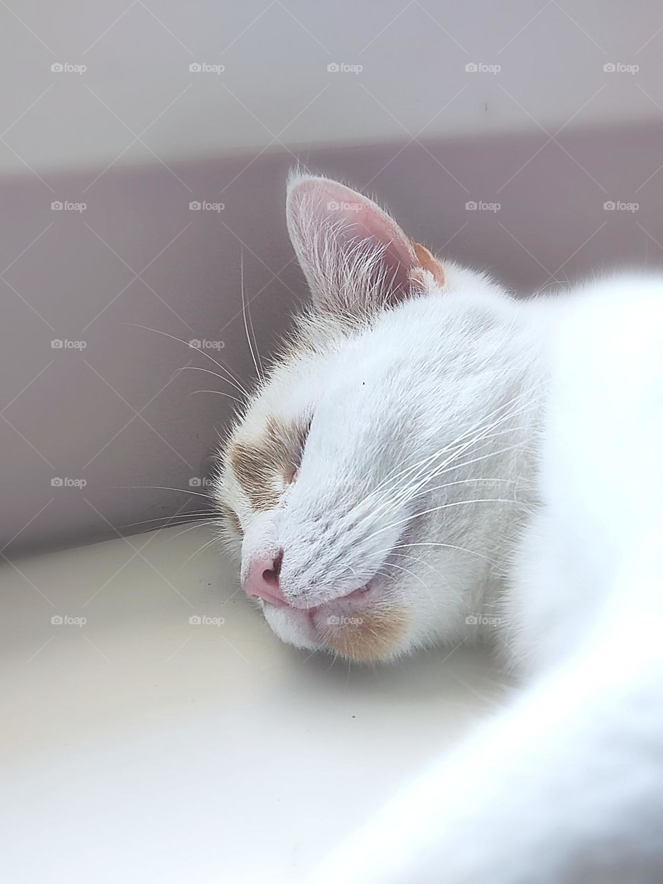 White cat sleeping