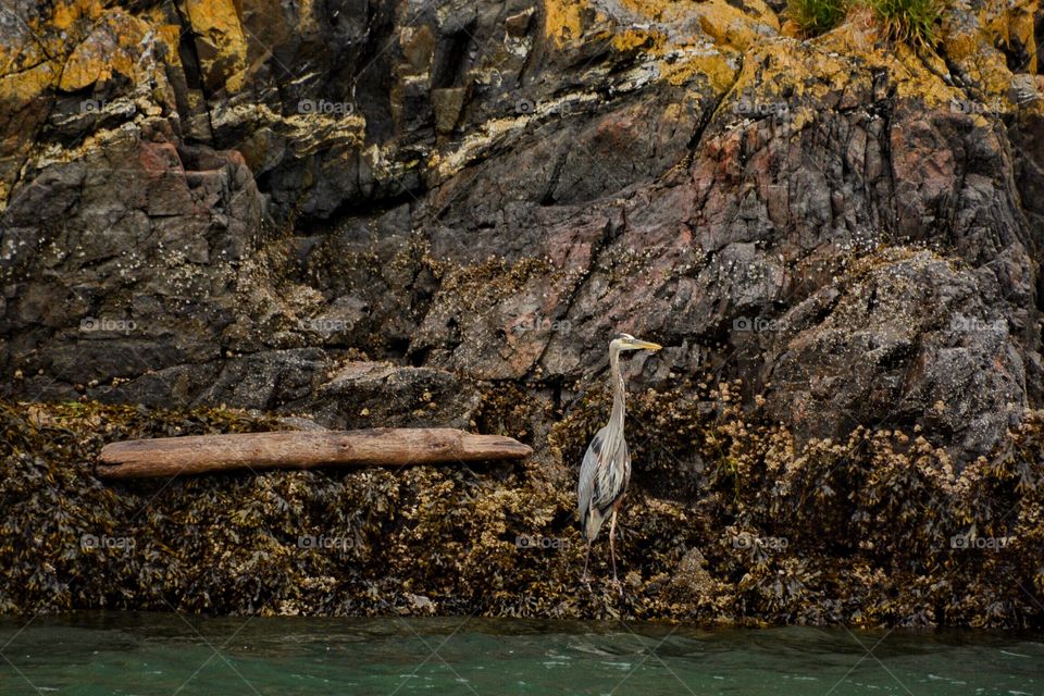 Great Blue Heron