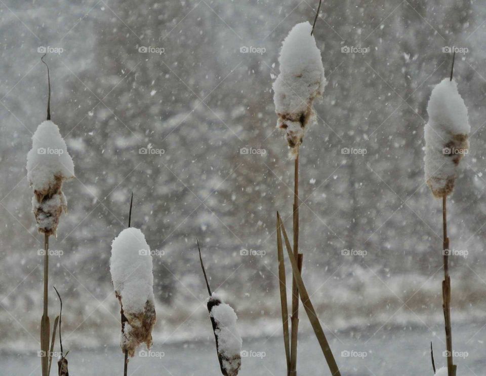 Heavy snow in November on cattails