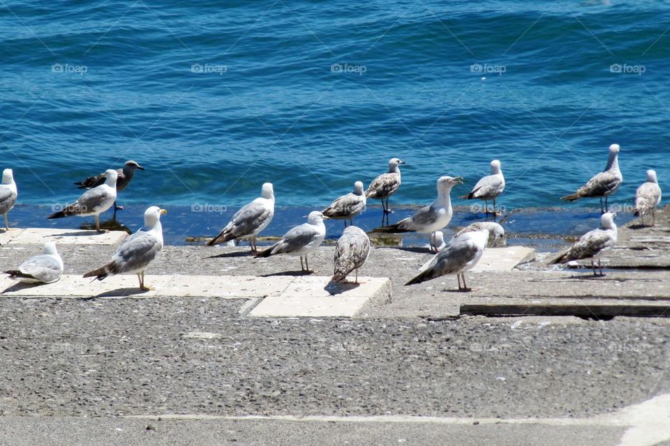 Seagulls