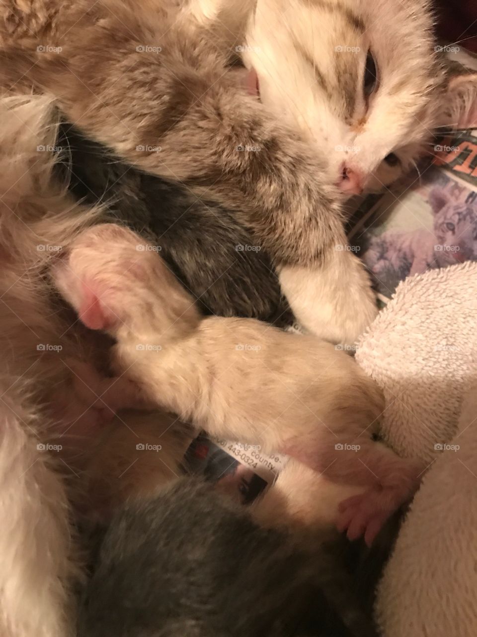 Cookie being a good new mommy