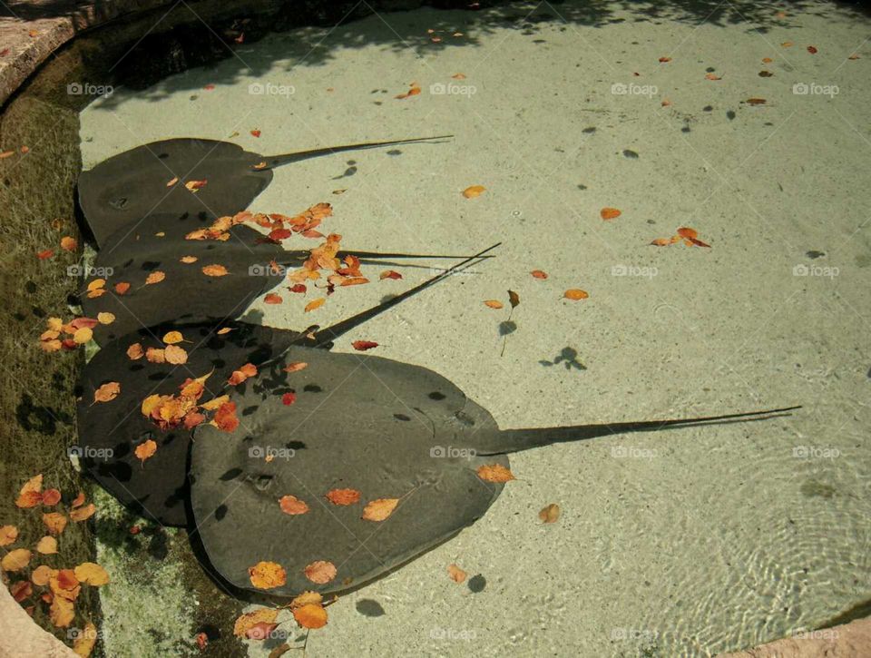 stingrays