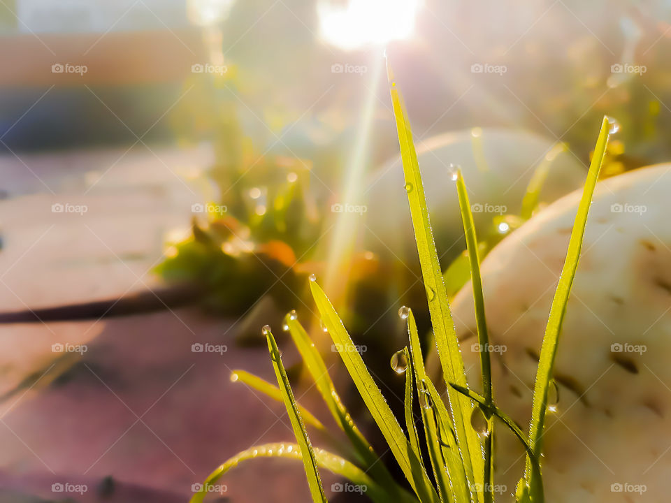 grass ,water drops and light leaks