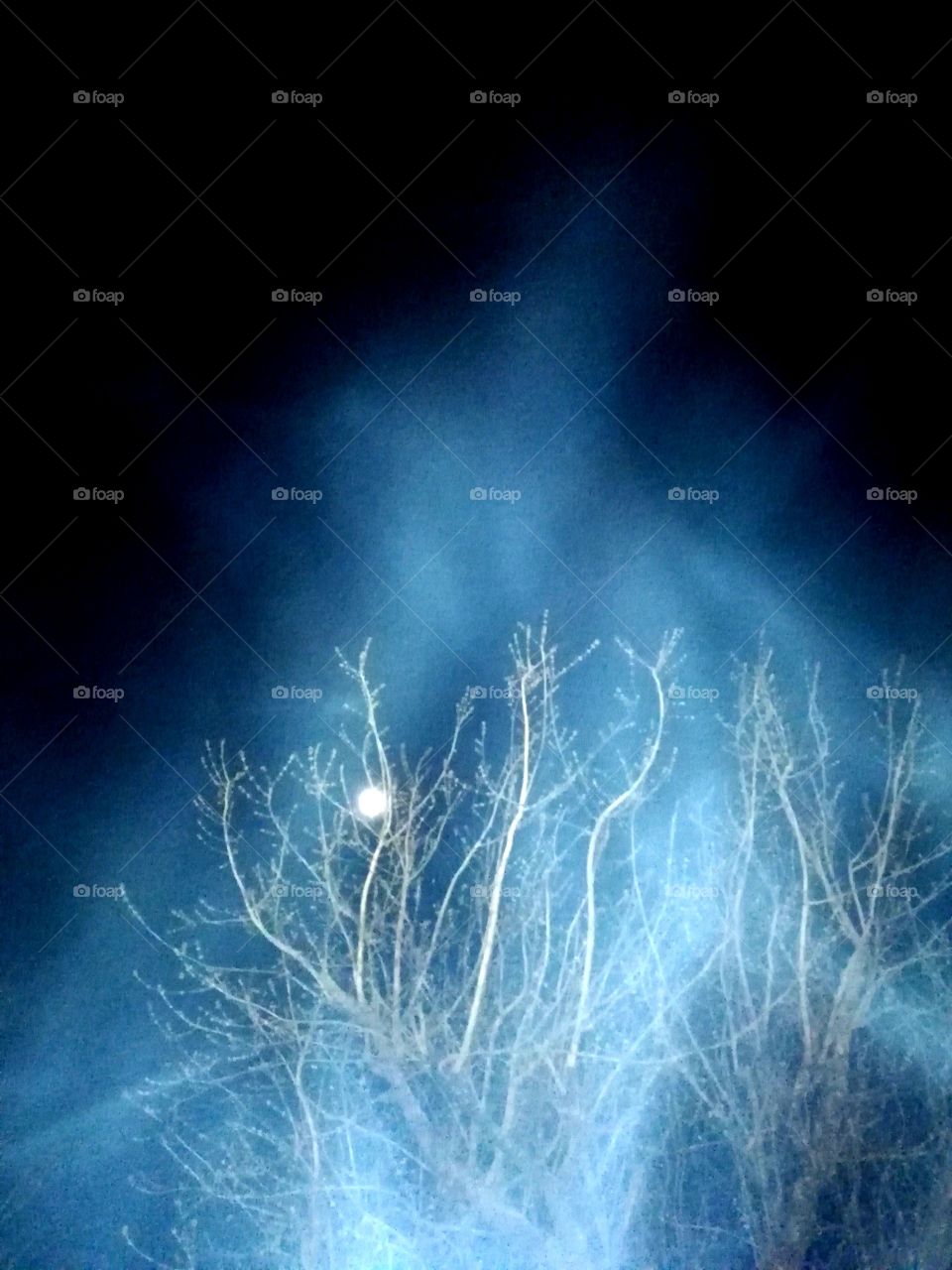 Tree fog moon night spring