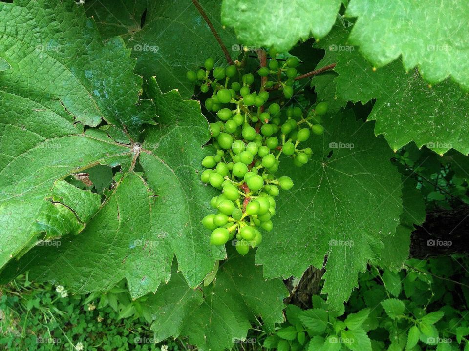 Fruit growing on plant