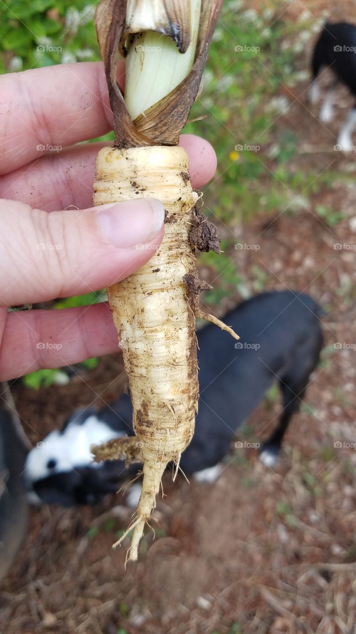 Stupid invasive parsnip.  dont ever let them go to seed!