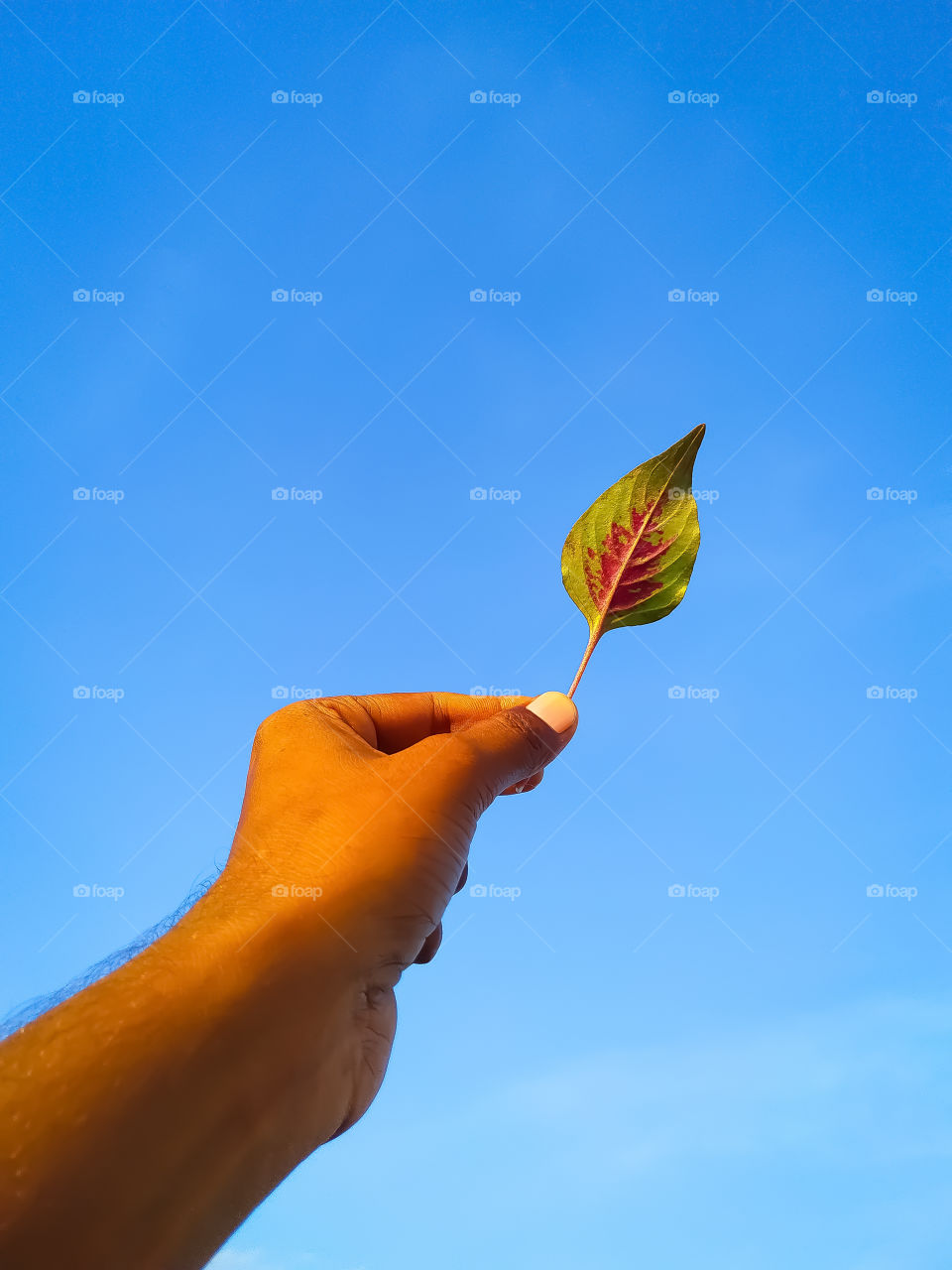 Coleus leaf in hand on blue background. Rajasthan India