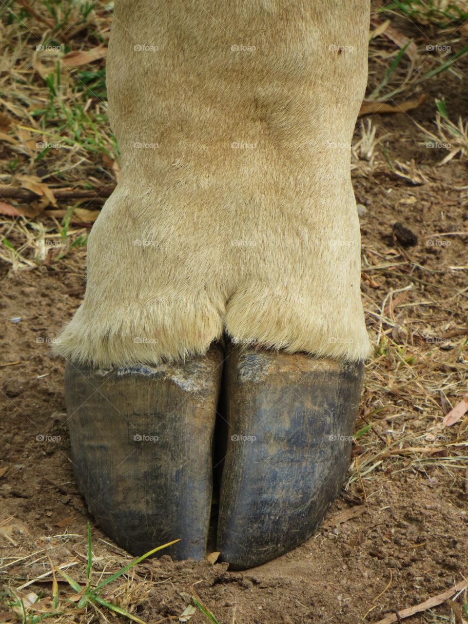 Gambit the giraffes foot