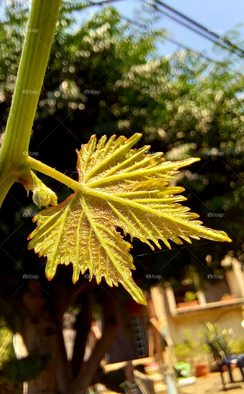 grape leaf