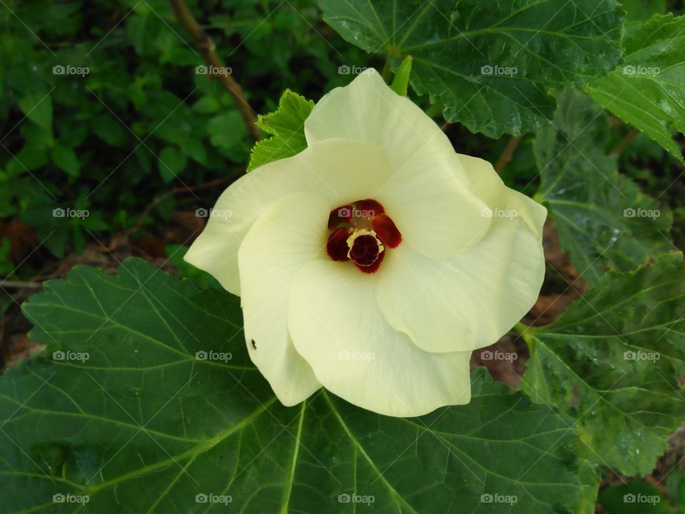 flower of Okra  (vegetables )