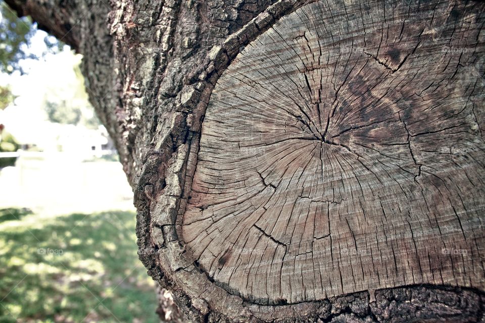 tree stump bark