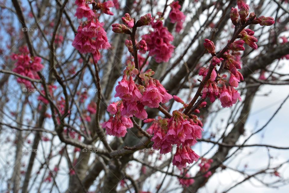 Prunus Campanulata, another winter flower in NZ