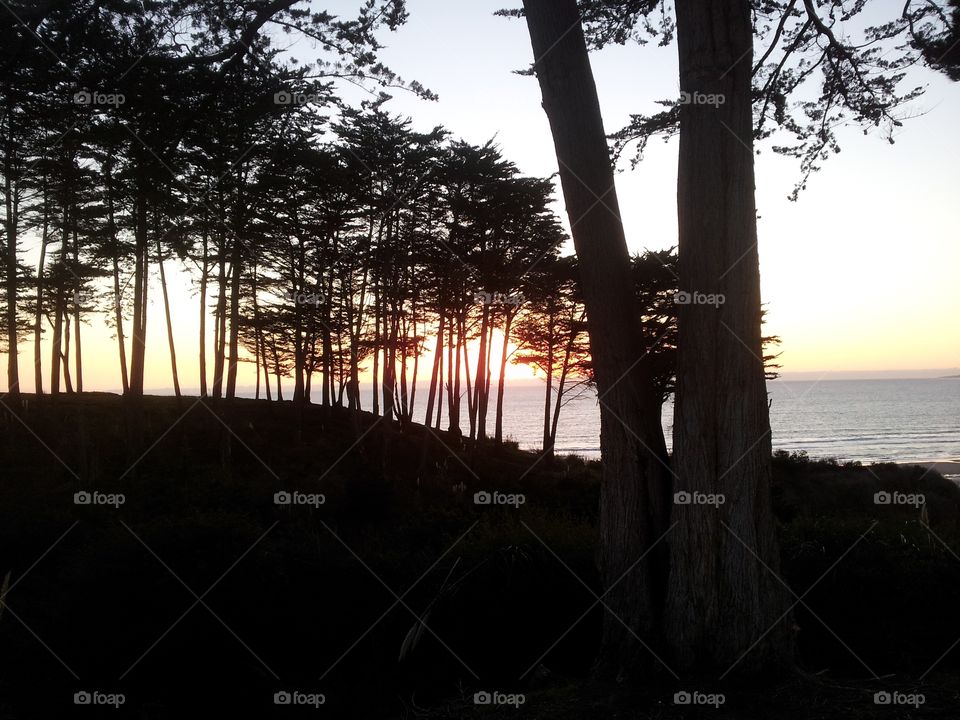 trees at Aptos