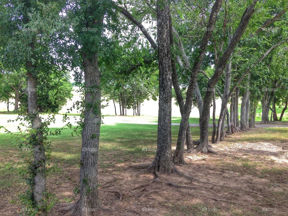 Get in line. Line of trees at a park