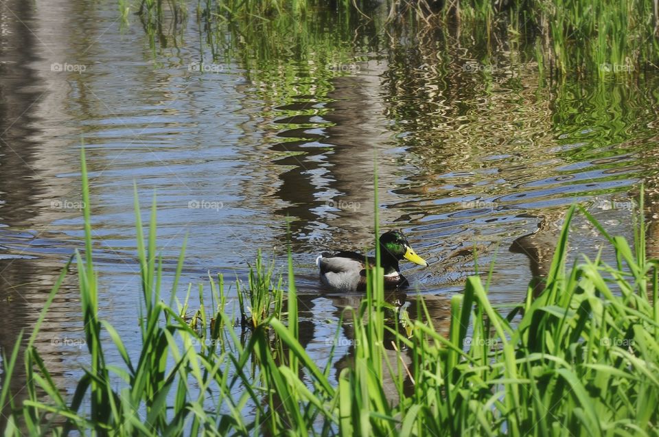 Duck swimming in the marsh.