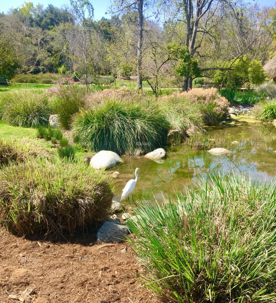 Beautiful Los Angeles Botanical Gardens and Arboretum. I’ve posted several pictures of the beautiful peacocks that are roaming the grounds everywhere! Even their butts are beautiful! This is a photo of an egret. They are so beautiful and graceful .🦚😄