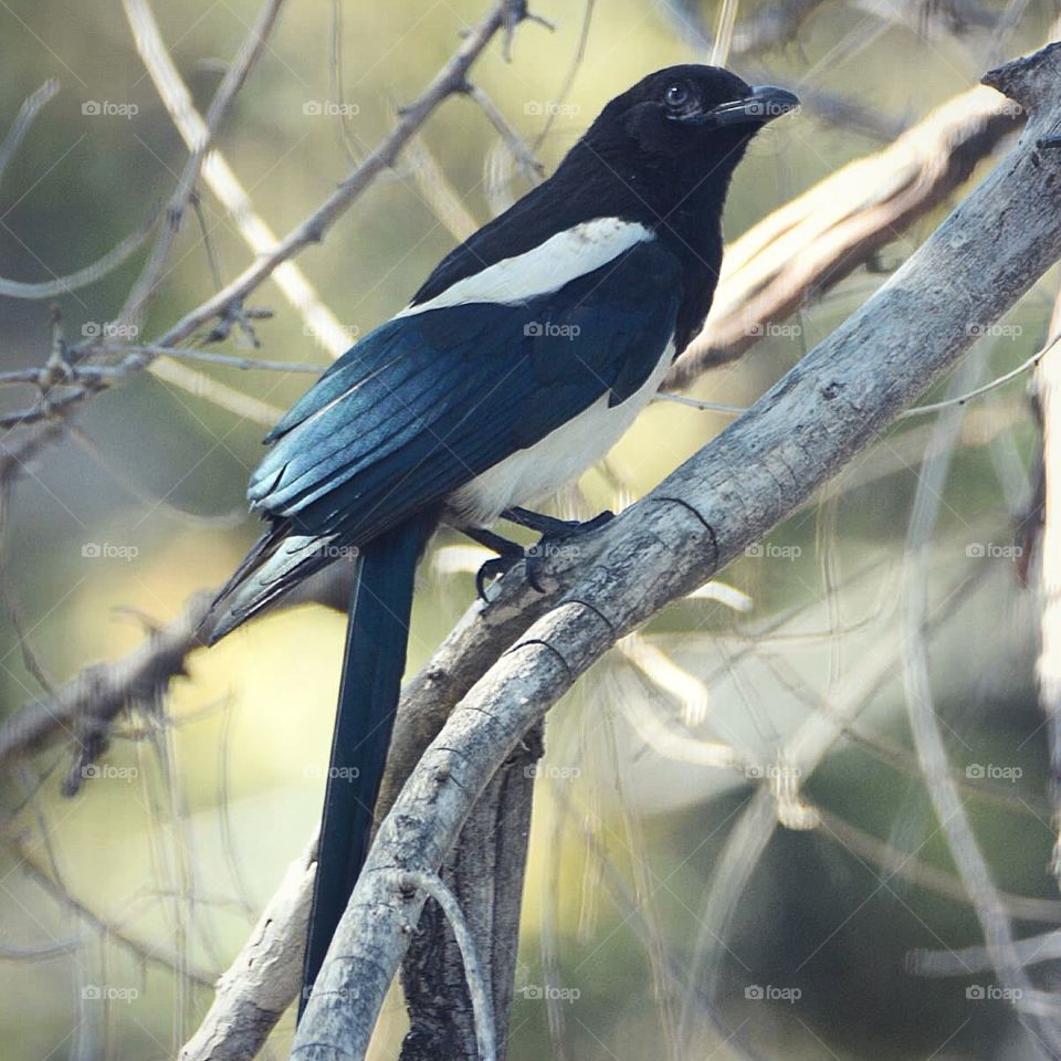 Magpie 
