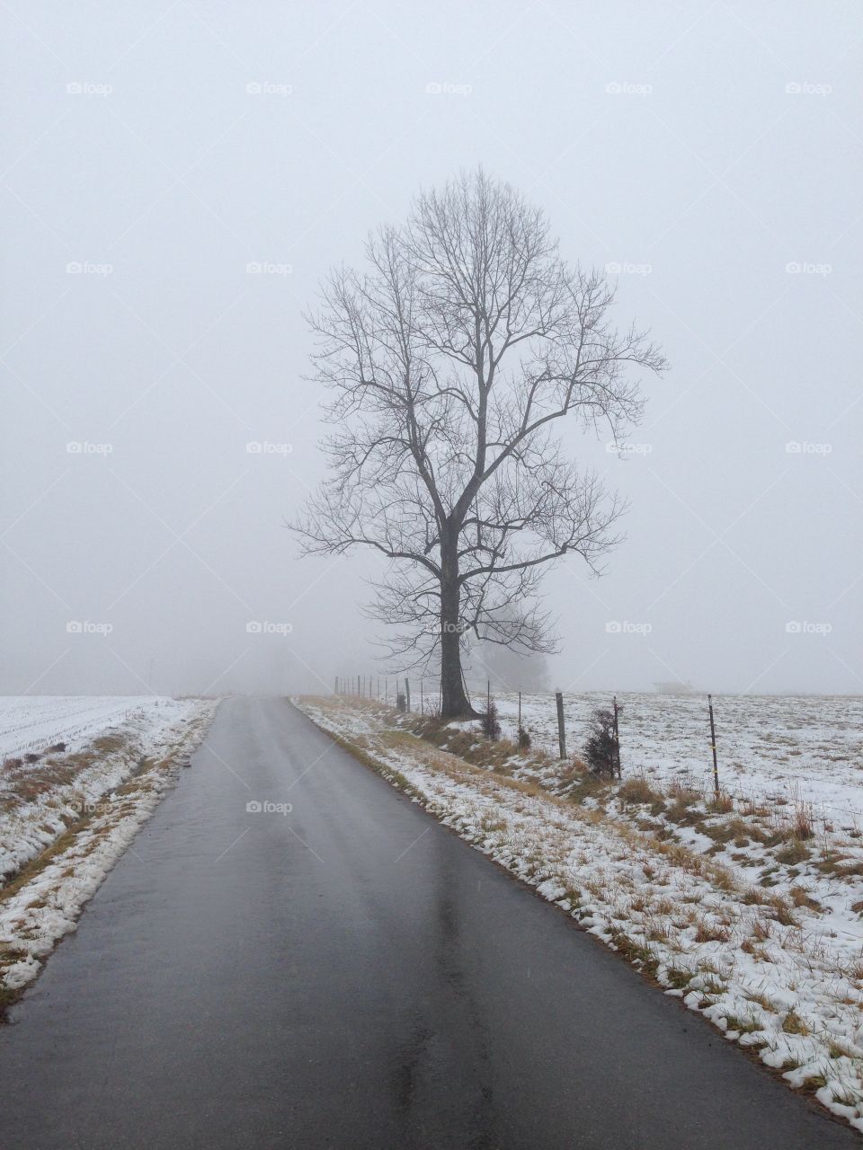 Winter fog