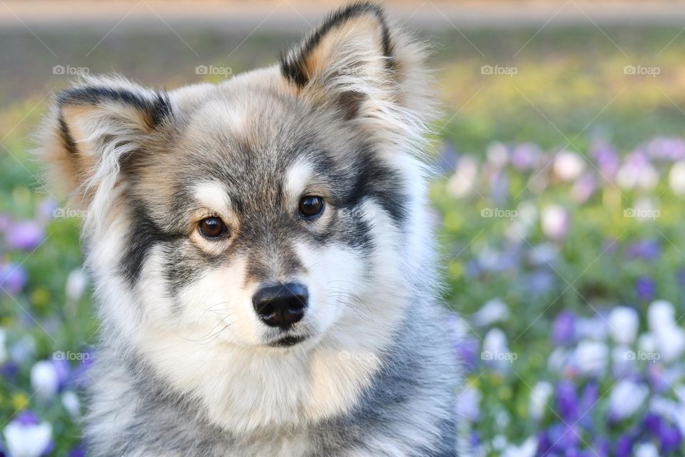 Portrait of a young puppy Finnish Lapphund outdoors 