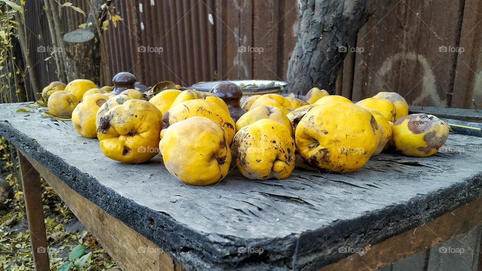 Autumn fruit quince on old wooden table