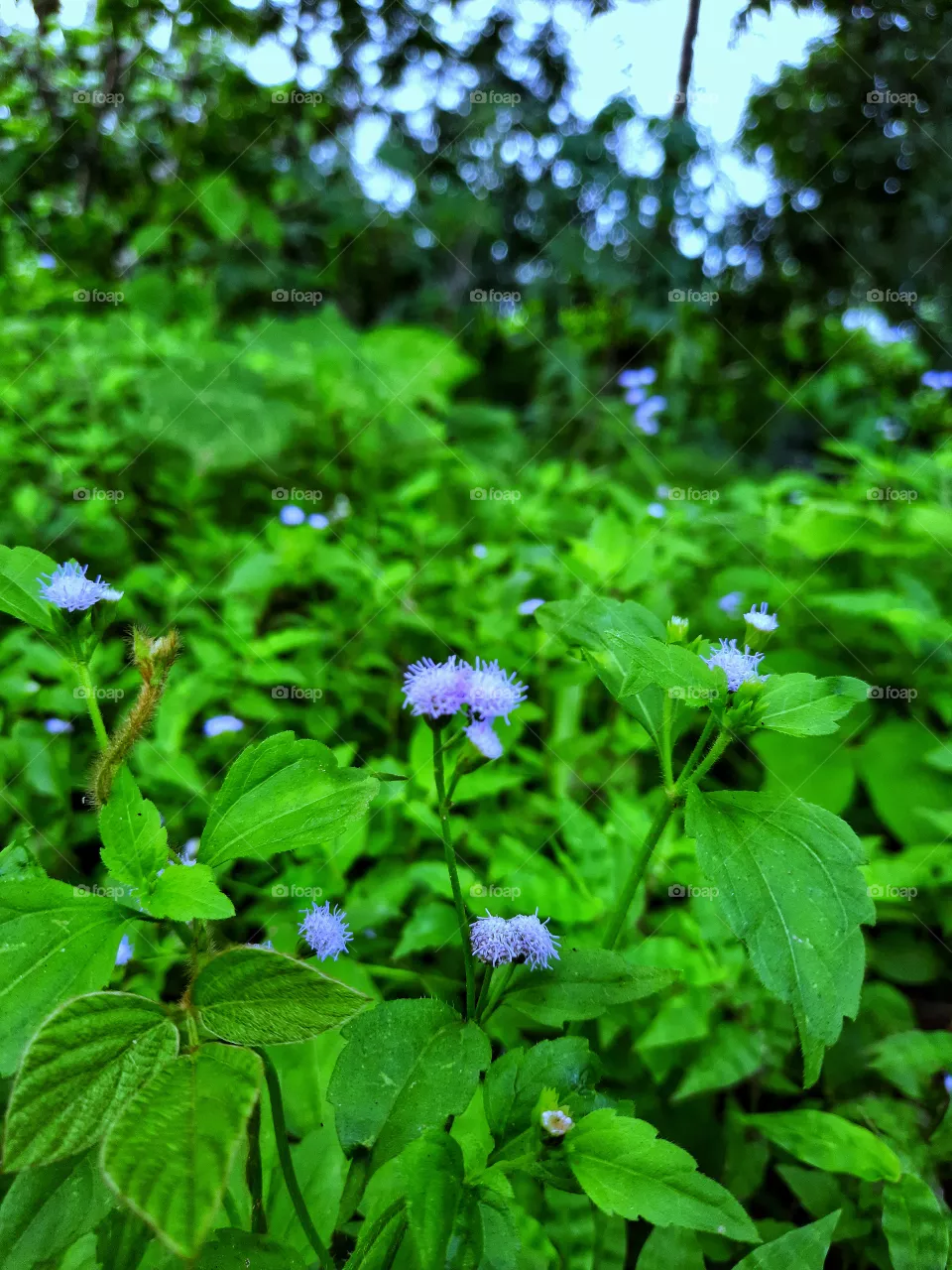 flower