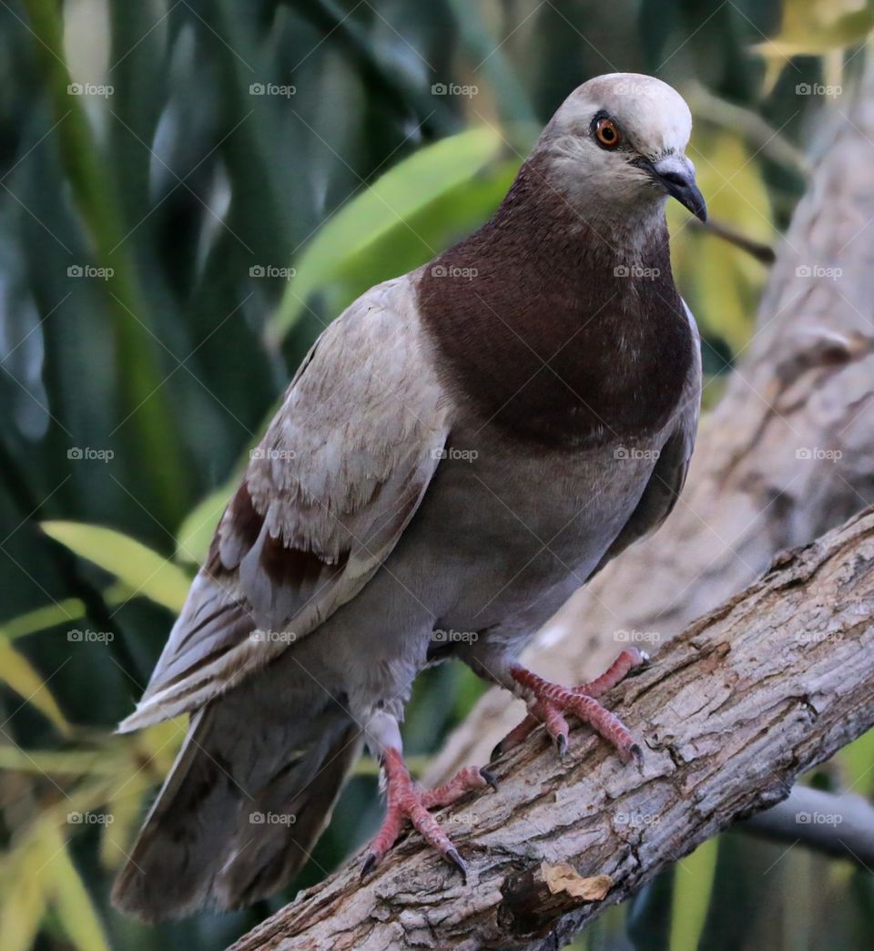 Beautiful Pigeon on a Branch