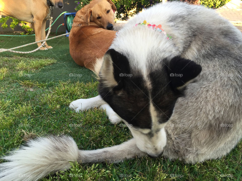 Mammal, Animal, Grass, Nature, Dog