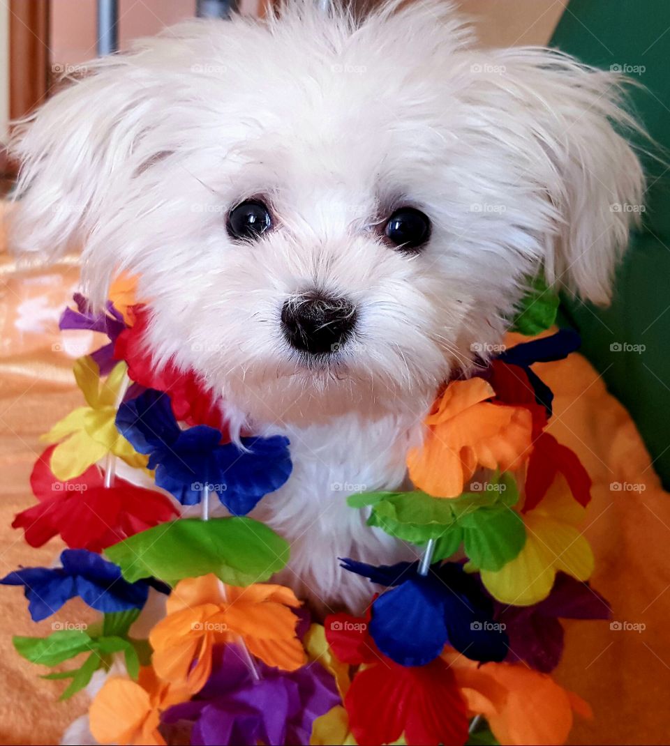 Fun animals in our daily life