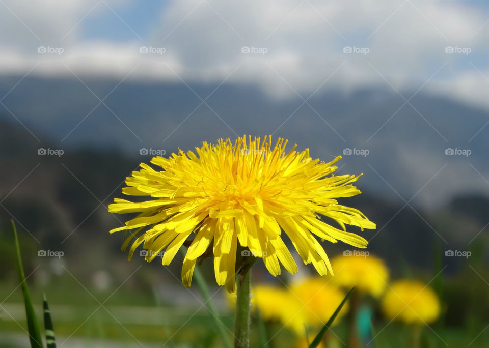 Dandelion