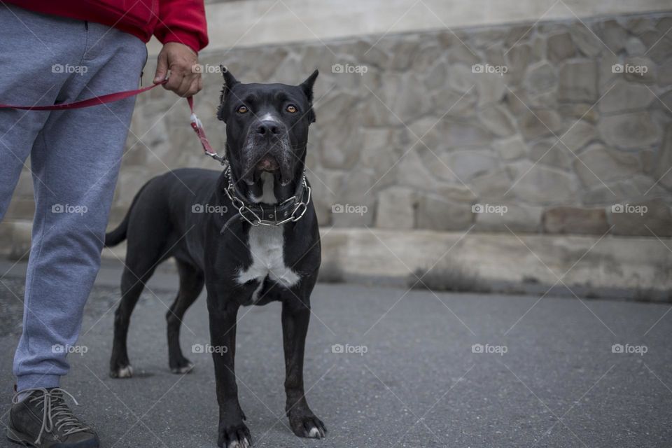 black dog portrait