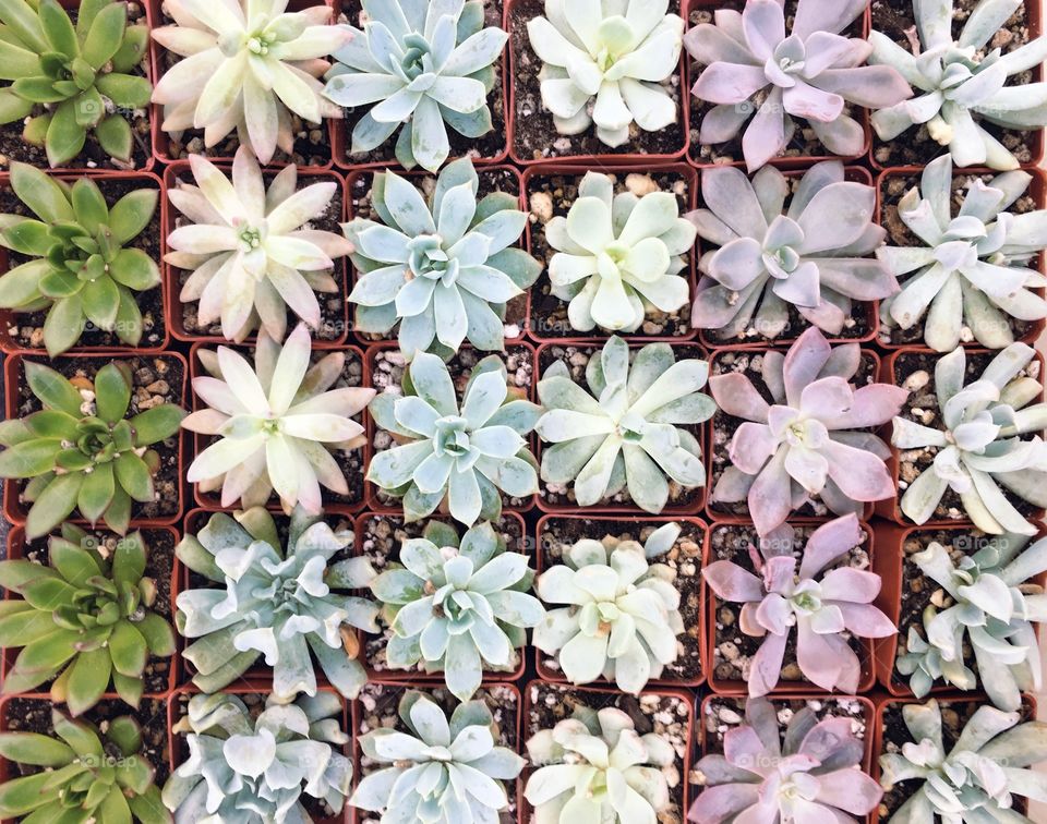 Echevria Varieties - flat lay of 30 young echevria plants of different varieties and pastel colors in plastic trays ready for potting