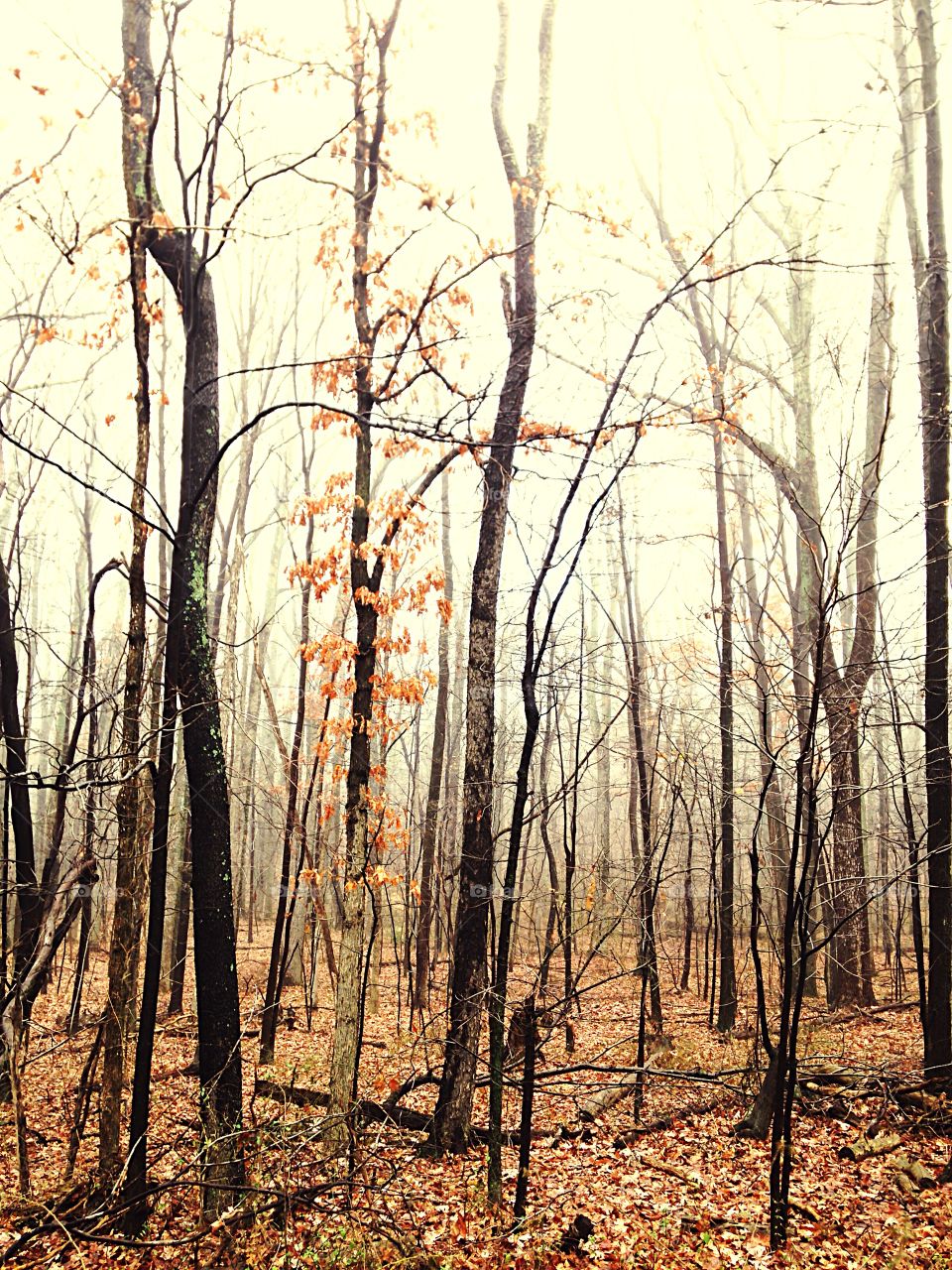 Trees in forest