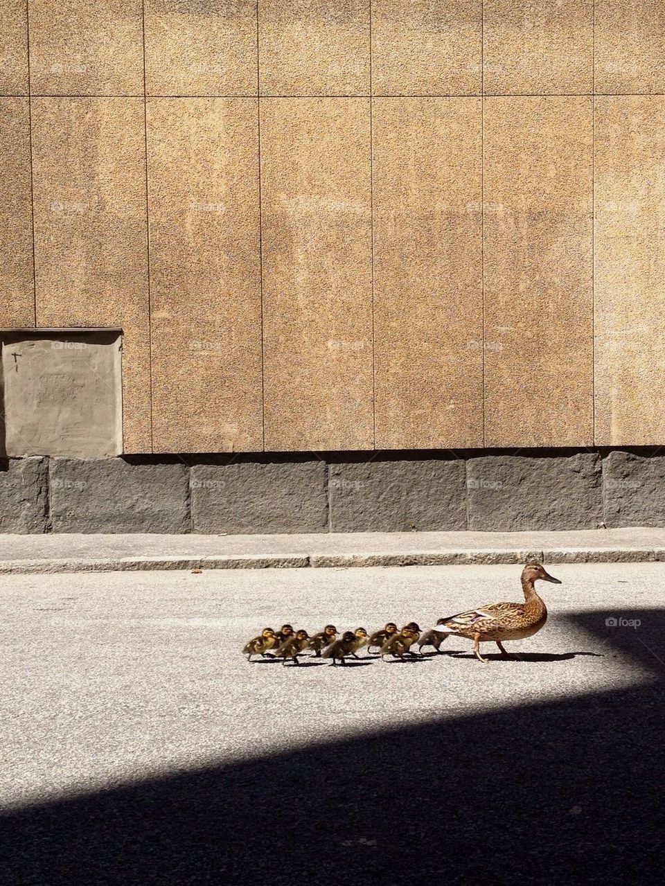 Group of ducks