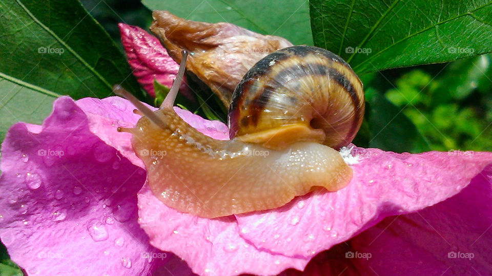 Snail eating flower pink hibiscus