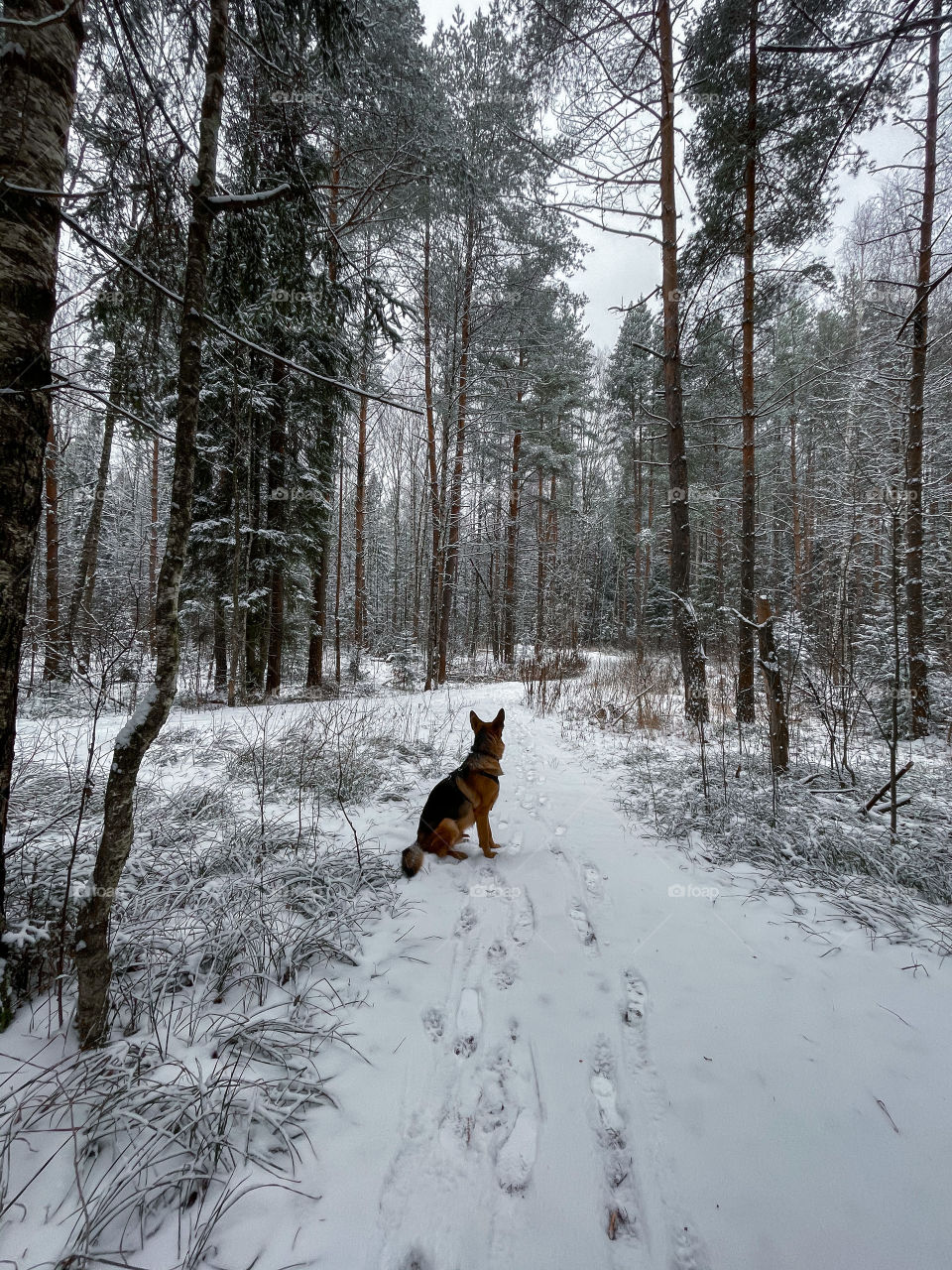 German shepherd dog in winter forest