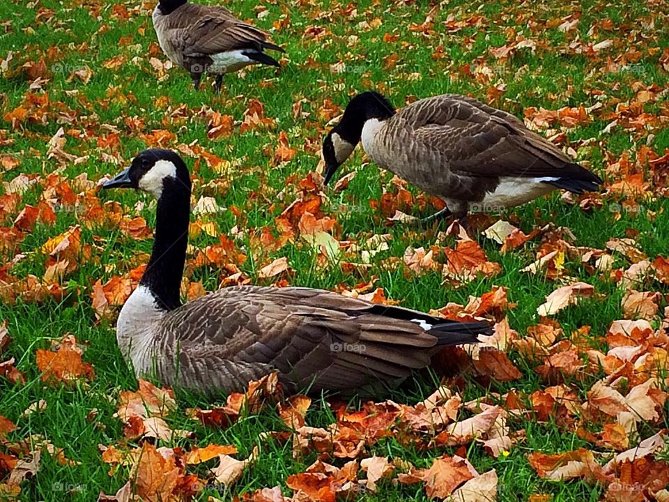 Autumn is here! Canada geese enjoying their last moments before flying south.