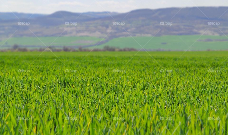 Green spring fields