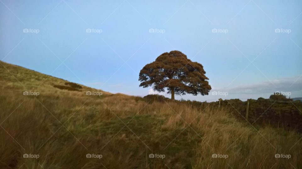 Tree on the Moor in Yorkshire, England