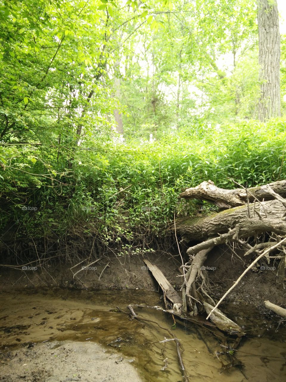 In a Stream in the Middle of the Firest