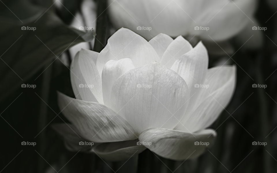 White flower in black and white