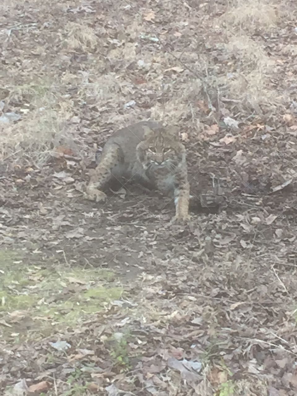 Trapped Bobcat