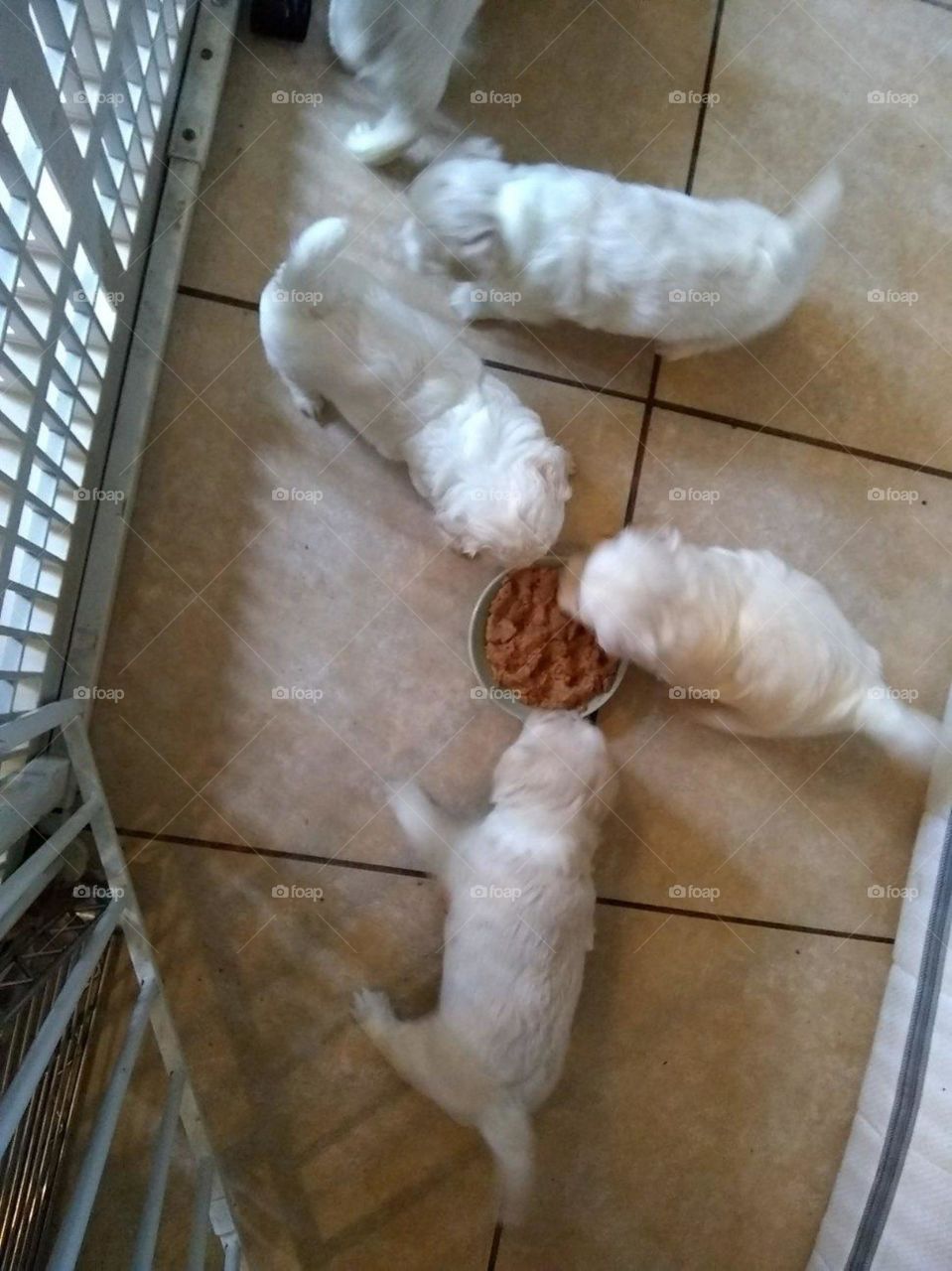 puppies dog eating