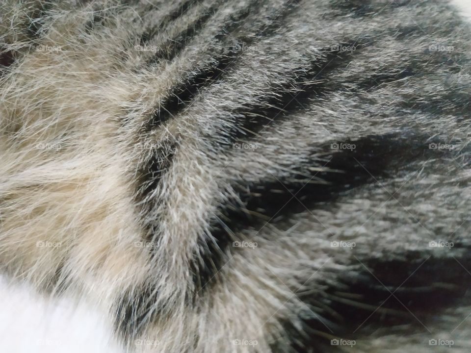 fur texture cat
