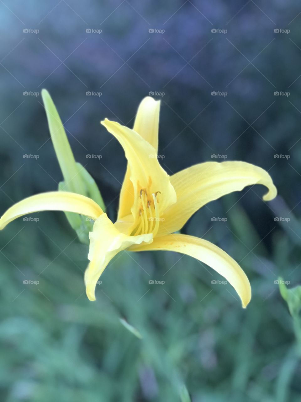 Gorgeous bright Yellow flower in full bloom 