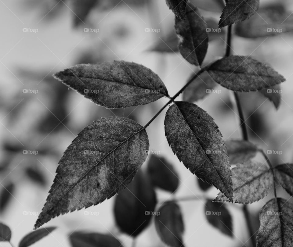 Rose Leaves - Folhas de Roseira