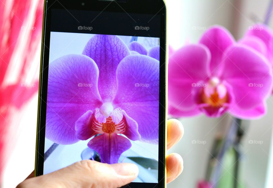 take pictures flowers smartphone in the female hand, love foap