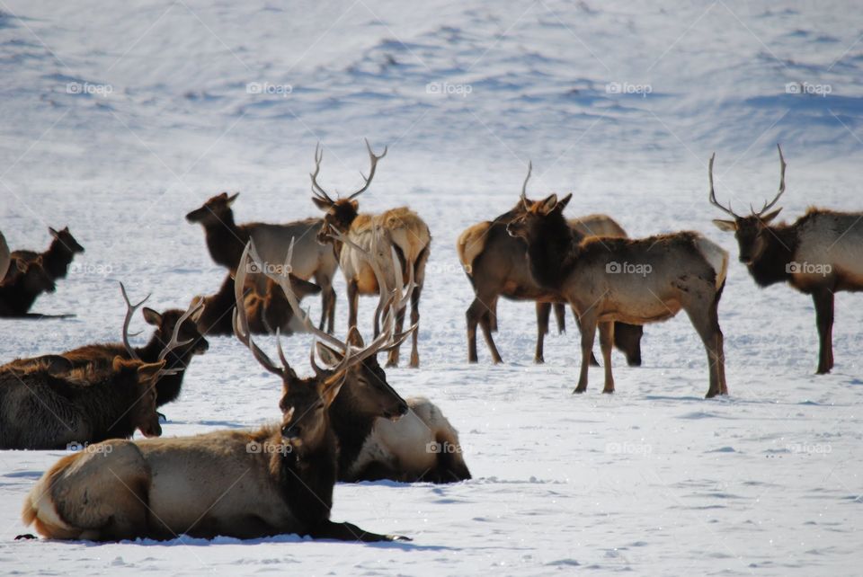 Elk in the Elk Refuge in Jackson Hole, WY
