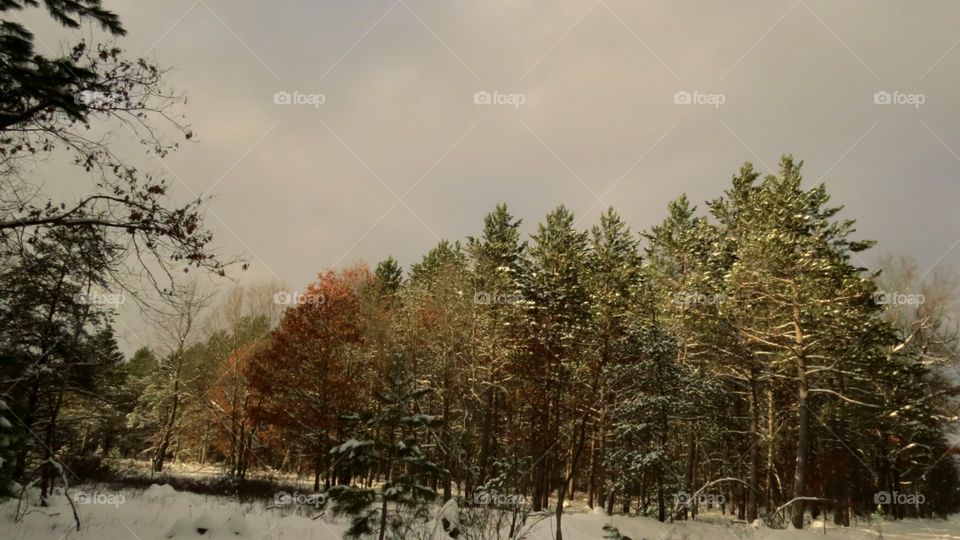 Clouds, snow and tree effect