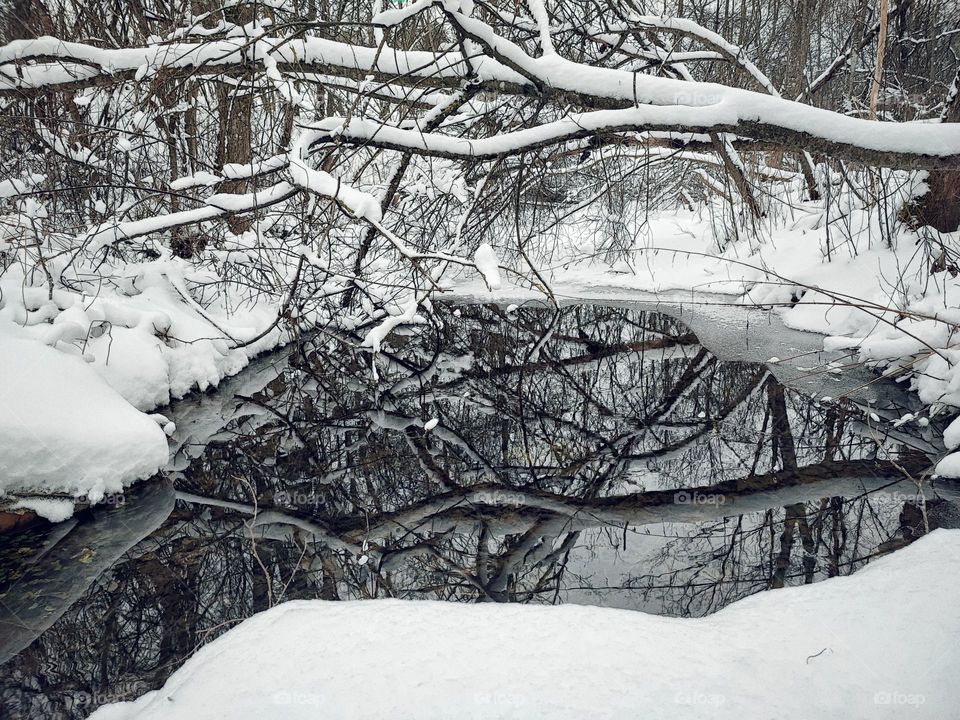 winter in forest